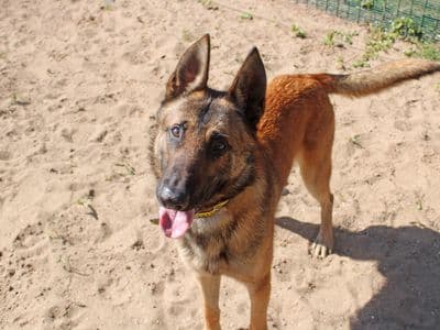 Walter — Belgian Shepherd Dog (Malinois) Cross