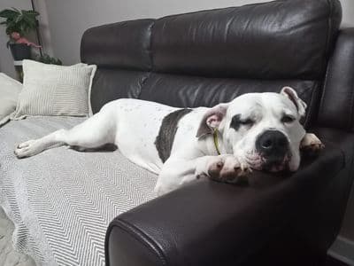 Disney — American Bulldog