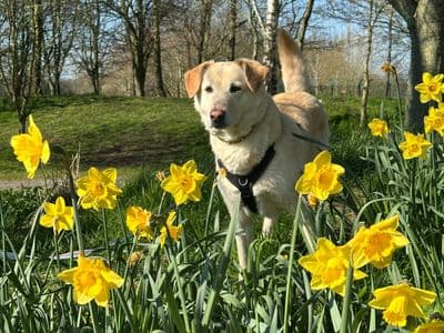 Pepe — Retriever (Labrador) Cross