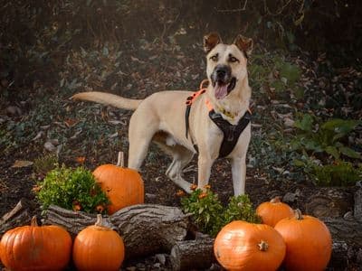 Duke — Mixed Breed