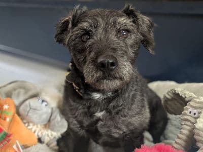 Scampi — Terrier (Patterdale)