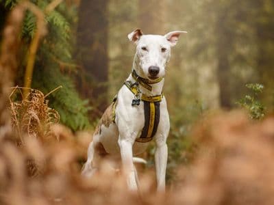 Rory — Whippet Cross
