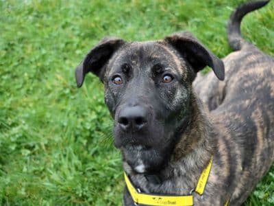 Paisley — Belgian Shepherd Dog (Malinois) Cross