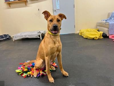 Tilly — Lurcher Cross