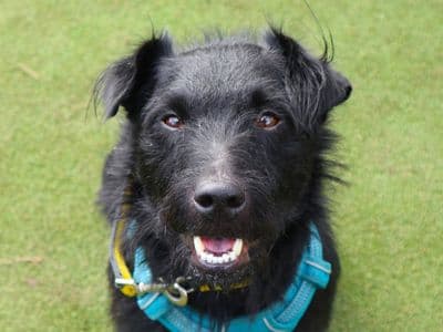 Benjamin — Terrier (Patterdale)