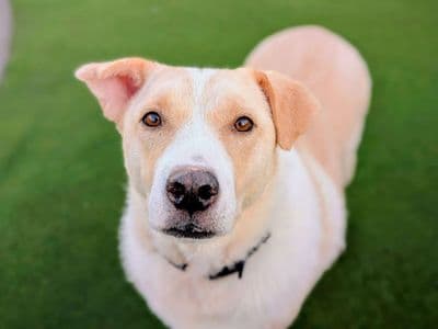 Elsa — Retriever (Labrador) Cross