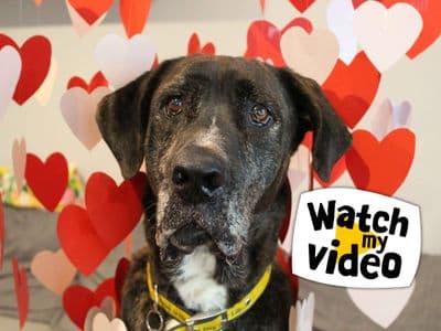 Max — Mastiff Cross