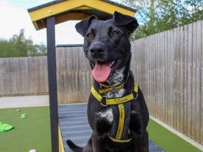 Penny — Staffordshire Bull Terrier Cross