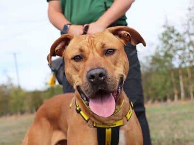 Princess — Terrier (Staffordshire Bull) Cross