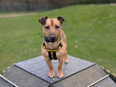 Linden — Terrier (Jack Russell) Cross