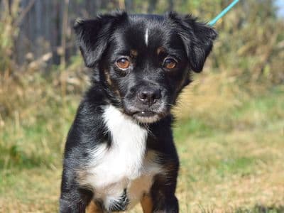 Pingu — Mixed Breed