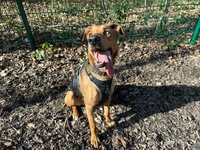 Storm — German Shepherd Dog Cross