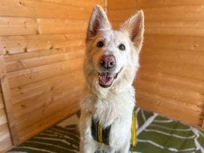 Rosie — German Shepherd