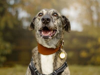 Gino — Lurcher
