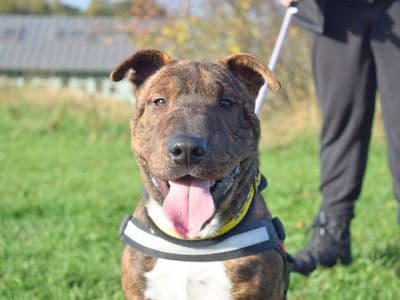 Dave — Terrier (Staffordshire Bull) Cross