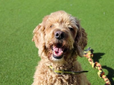 Arthur — Spaniel (Cocker) Cross