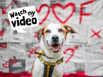 Trixie — Foxhound Cross