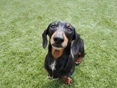 Lewis — Dachshund (Miniature Smooth Haired)