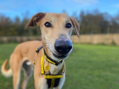 Lucas Longlegs — Lurcher