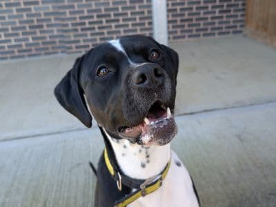 Dora — Mixed Breed