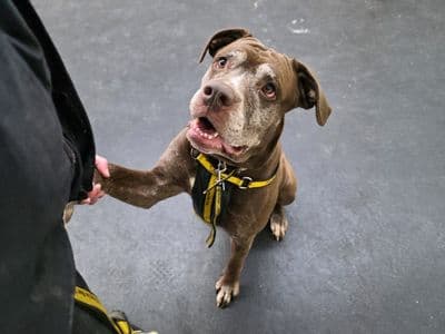 Layla — Mastiff Cross