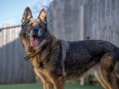 Zara — German Shepherd