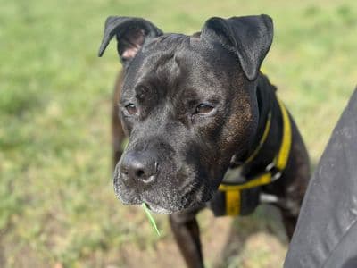 Lillie — Terrier (Staffordshire Bull)