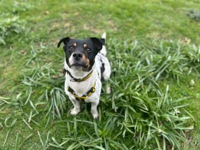 Yoda — Terrier (Jack Russell)