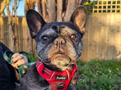 Coco — French Bulldog
