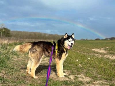 Kaiser — Siberian Husky