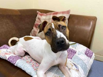 Maple — Terrier (Staffordshire Bull) Cross
