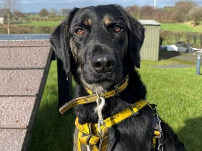 Brodie — Spaniel (Irish Water) Cross