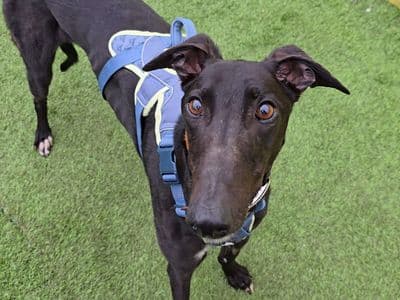 Layton Longlegs — Greyhound