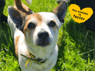 Brian — Terrier (Jack Russell)