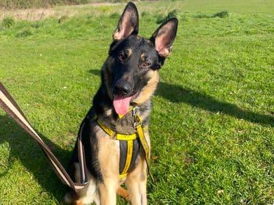 Ernest — German Shepherd