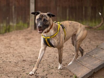 Ella — Lurcher Cross