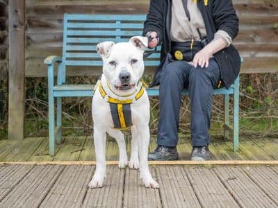 Diesel — Terrier (Staffordshire Bull)