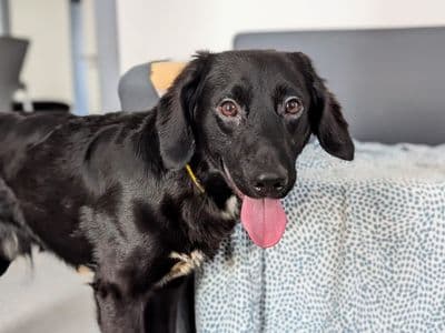 Badger — Spaniel (English Springer) Cross