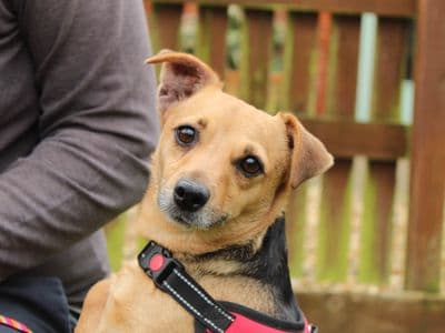 Penny — Terrier (Jack Russell)