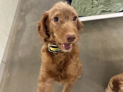 Piper — Spaniel (Cocker) Cross
