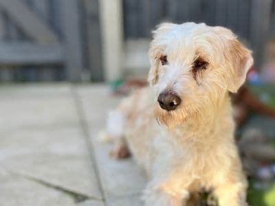 Colin — Poodle (Miniature) Cross