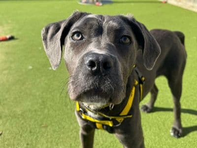 Sweetpea — Mixed Breed