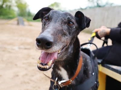 Herbie — Greyhound