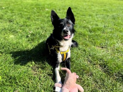 Ned — Collie (Border)