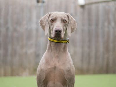 Jax — Weimaraner