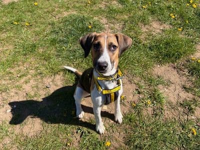 Hali — Beagle Cross