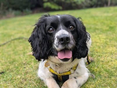 Harlow — Spaniel (English Springer)