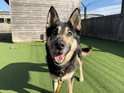 Harley — German Shepherd Dog Cross