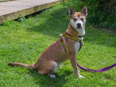 Sandy — Siberian Husky Cross