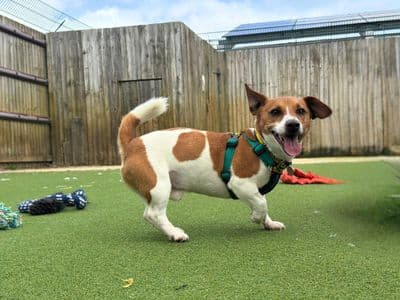 Goose — Terrier (Jack Russell)